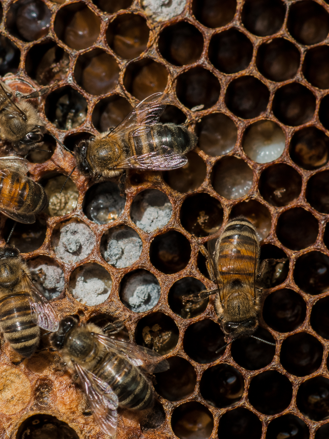 Chalkbrood in Bees: Symptoms, Causes & Treatment Guide